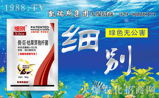 ���P��˹���F(tu��n)��ף��������d�����H�Қg����