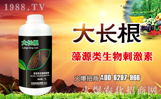 ���P��˹���H��ף������µ�һ�����H�Қg�����Ҹ����M��