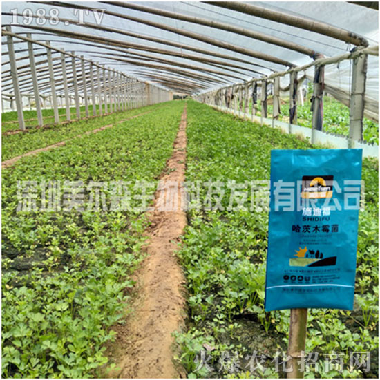 ������ɭ����������µ�һ�������w�����������³����f�����⣡