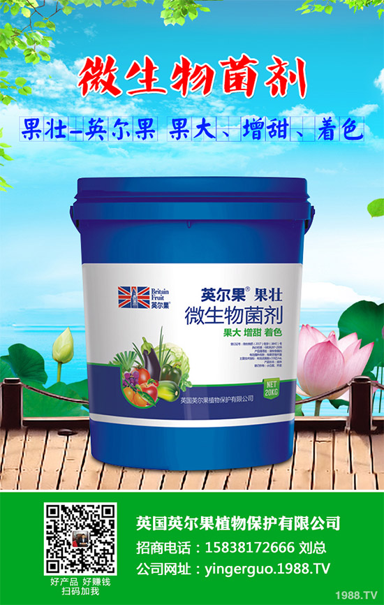 油麥菜什么時候種植?油麥菜高產(chǎn)種植技術(shù)要點