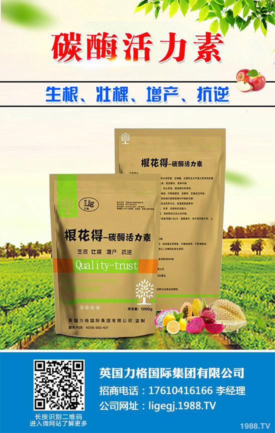 油麥菜什么時候種植?油麥菜高產(chǎn)種植技術(shù)要點