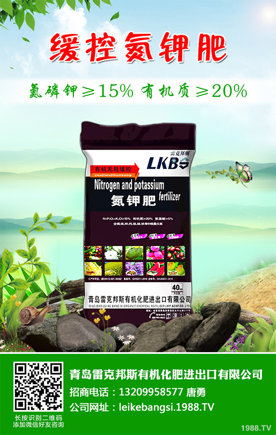 白皮松假活是咋回事？白皮松假活解決措施