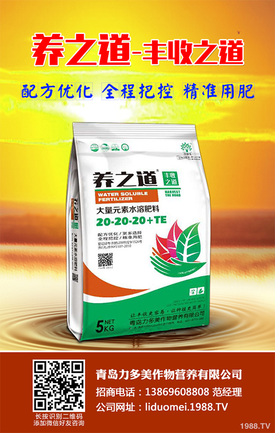 白皮松假活是咋回事？白皮松假活解決措施