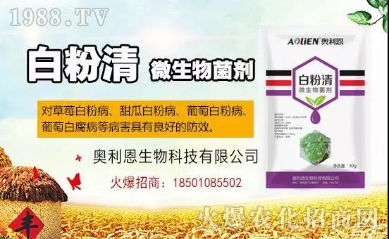 �׷۲�������(f��)�y�p���� ӛס�@��(g��)ˎ����Ч���ΰ׷۲����P����