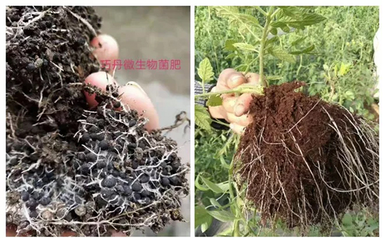 ��΢�������+�ЙC�ʡ�Ч��ţ����ʩһ���������ʡ���ָ߮a(ch��n)��