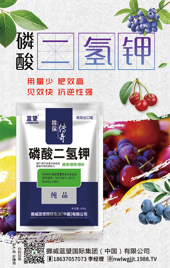 秋茬西紅柿定植注意事項,秋茬西紅柿膨果期管理方法