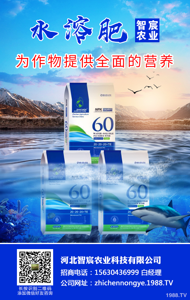 冬季辣椒秧苗如何防凍？辣椒苗冬季防凍技術(shù)