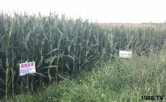 �ٿ���С�����a(ch��n)1471�����pø����ȫ������(j��)�����߮a(ch��n)������(d��ng)֮�o(w��)����