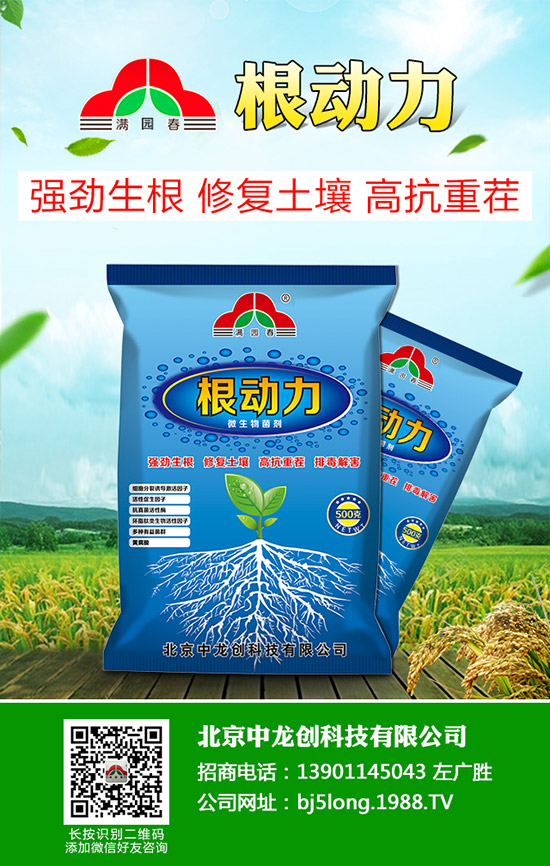 柑橘青苔病發(fā)病原因有哪些，柑橘青苔病防治措施！