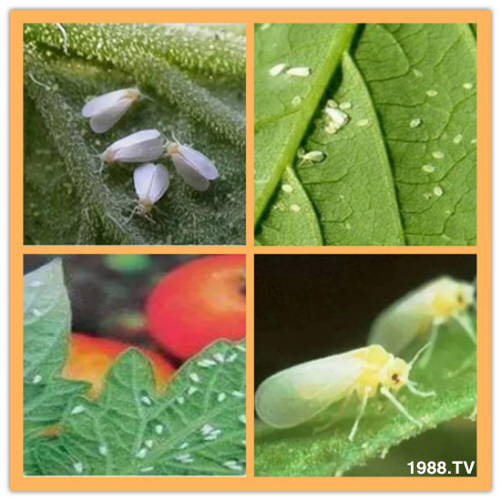     ���θ߿��԰׷�ʭ����?d��)��x(ch��ng)����һ���Ɣ�