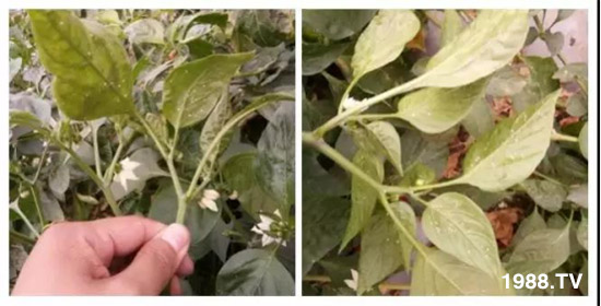     ���θ߿��԰׷�ʭ����?d��)��x(ch��ng)����һ���Ɣ�