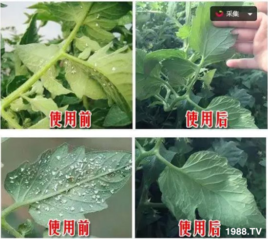     ���θ߿��԰׷�ʭ����?d��)��x(ch��ng)����һ���Ɣ�