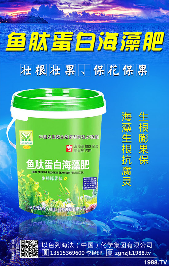 芹菜病毒病有哪些危害？該如何防治？芹菜病毒病的危害與防治