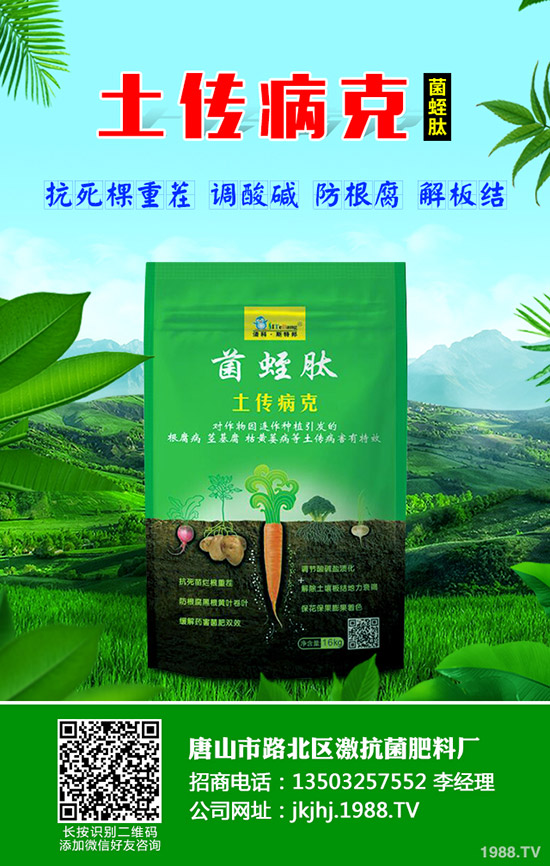 番茄立枯病危害癥狀，番茄立枯病怎么防治？
