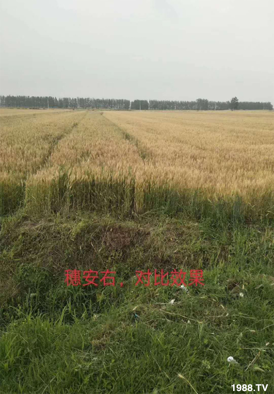 С����ù��Σ�����c������С����ù����ʲôˎ��