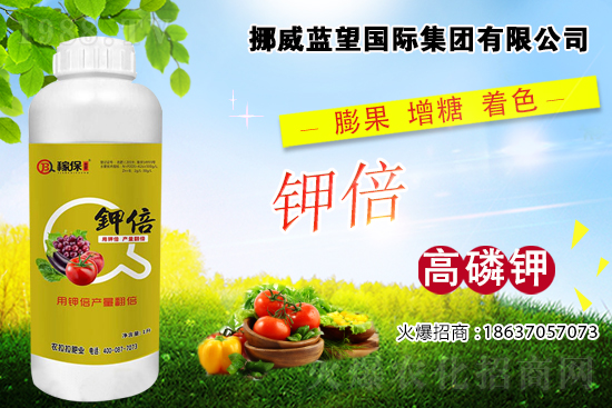 西紅柿著色差,快看是不是這些原因!西紅柿著色措施