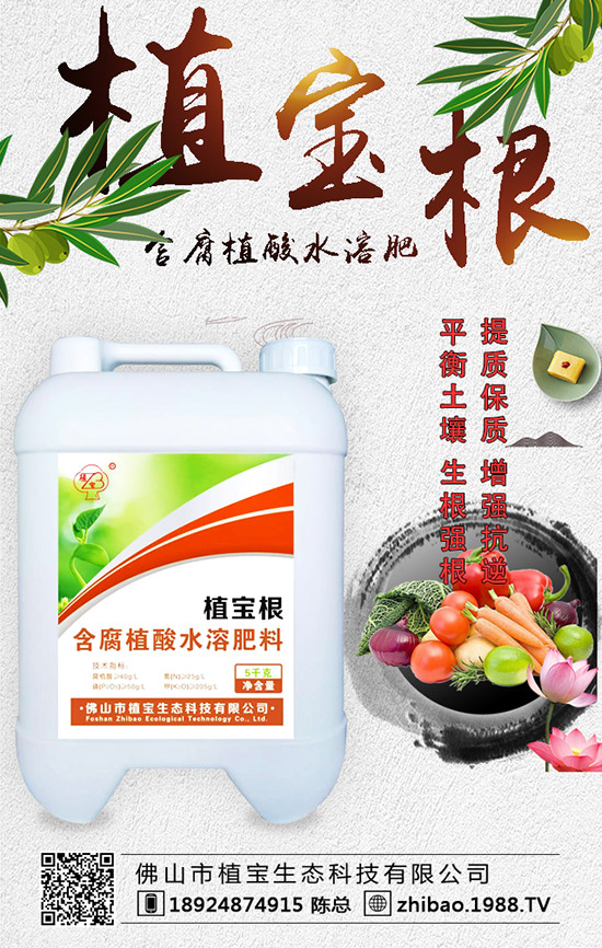 早春大棚西葫蘆什么時間種?西葫蘆定植后管理要點(diǎn)!