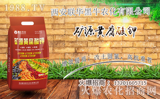  ϲ����1988.TVϲӭ��������(li��n)�A��ţ���݁��u��