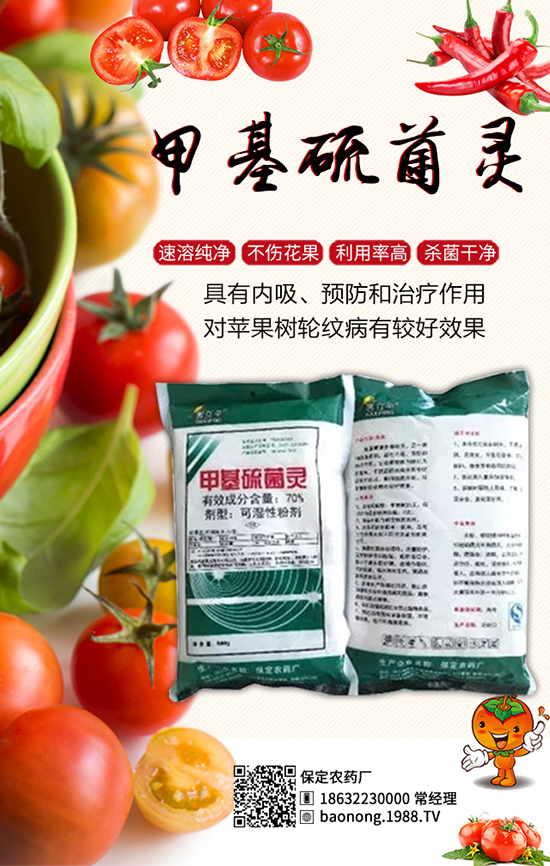 櫻桃西紅柿栽培技術(shù)，櫻桃西紅柿病蟲害防治！