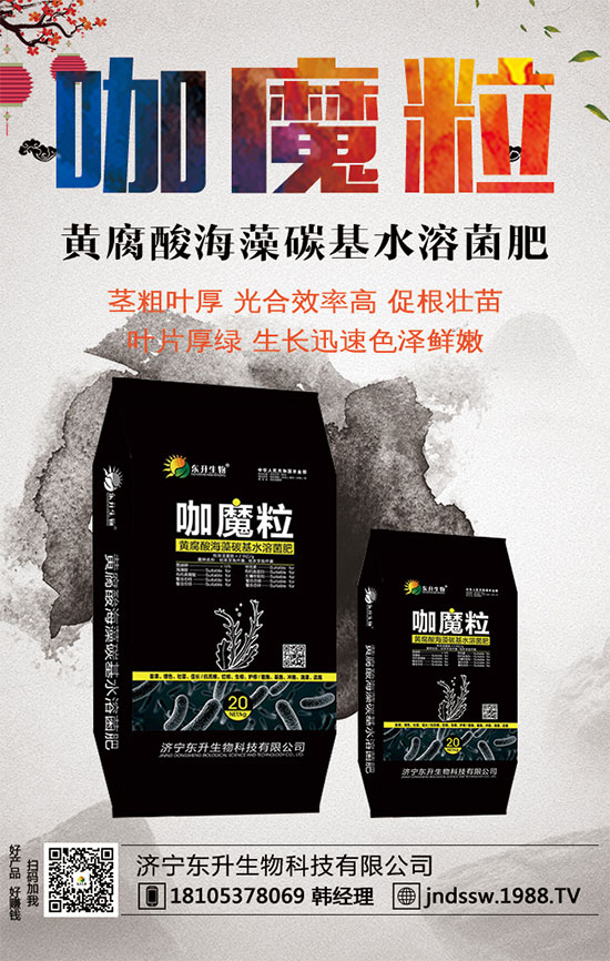 小香芹什么間種植時(shí)?小香芹種植方法要點(diǎn)!