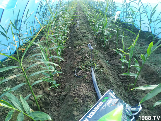     ���׌�Nֲ׃�ø��p����һ���ײ���ȫ���䷽����˹�ش󽪠I�B(y��ng)�ײͷ�����