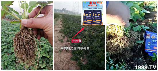     ���׌�Nֲ׃�ø��p����һ���ײ���ȫ���䷽����˹�ش󽪠I�B(y��ng)�ײͷ�����