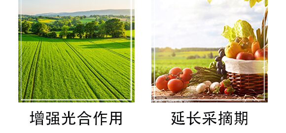 碳源益生-天賜鼎立_06