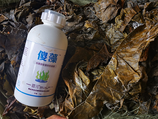 ɵ�庣���-���S�ʘI(y��)