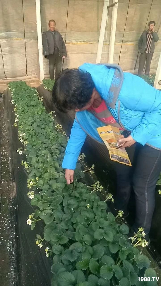 水溶肥市場(chǎng)大變革!?海藻精、魚蛋白將被它代替!1000多用戶鼎力推薦!