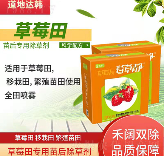 草莓育苗期間使用哪種除草劑？草莓除草劑使用方法！