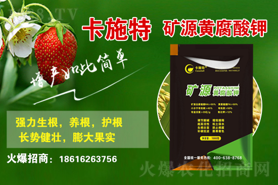 今日花生價格多少錢一斤?2021年3月19日花生價格行情