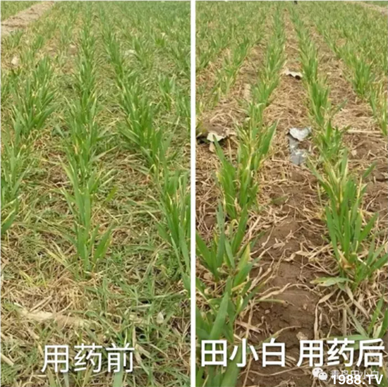 ��(ji��)��(ji��)��Σ����(y��n)����ô������ʲôˎ��Ч������