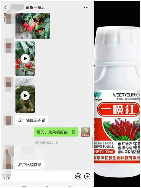 增紅率提高95%！催紅不落葉！收入翻幾番！就用辣椒一噴紅！