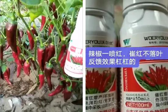 增紅率提高95%！催紅不落葉！收入翻幾番！就用辣椒一噴紅！