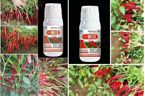 增紅率提高95%！催紅不落葉！收入翻幾番！就用辣椒一噴紅！