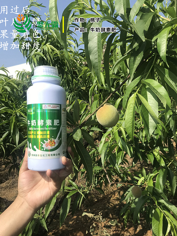 牛奶酵素肥-聚無霸4