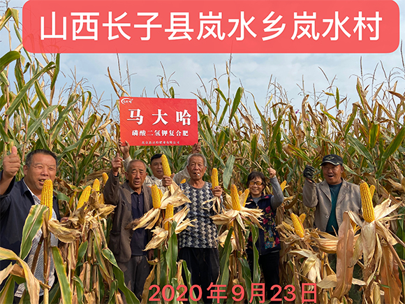 小麥專用磷酸二氫鉀型全水溶復合肥料26-16-6-馬大哈-農(nóng)富天下5