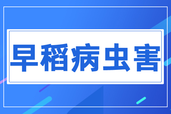 早稻病蟲(chóng)害