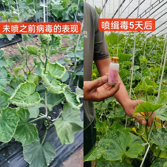 微量元素-新緝·毒-昕爵集團(tuán)2