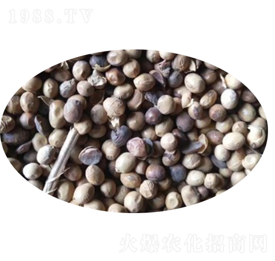 ����-��������