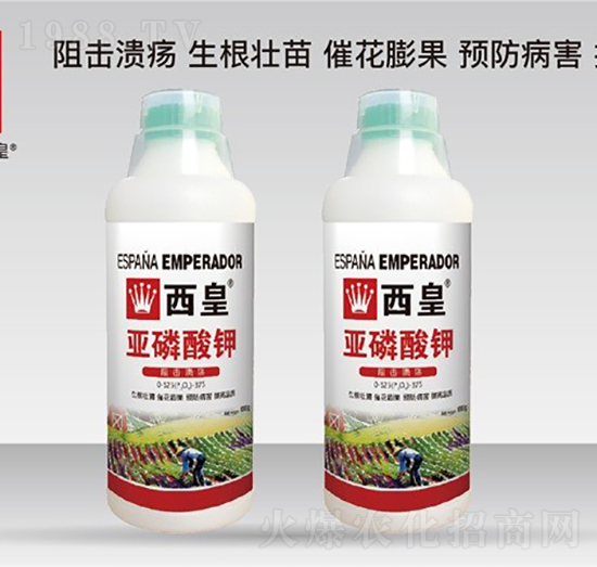 �������0-525-375-����-����˹�D