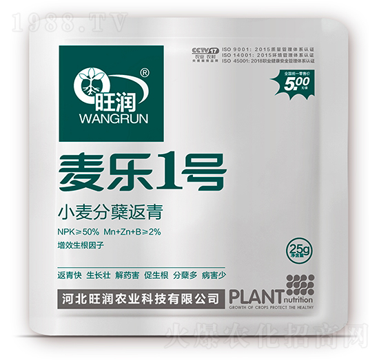 小麥分蘗返青-麥樂1號-旺潤農(nóng)業(yè)