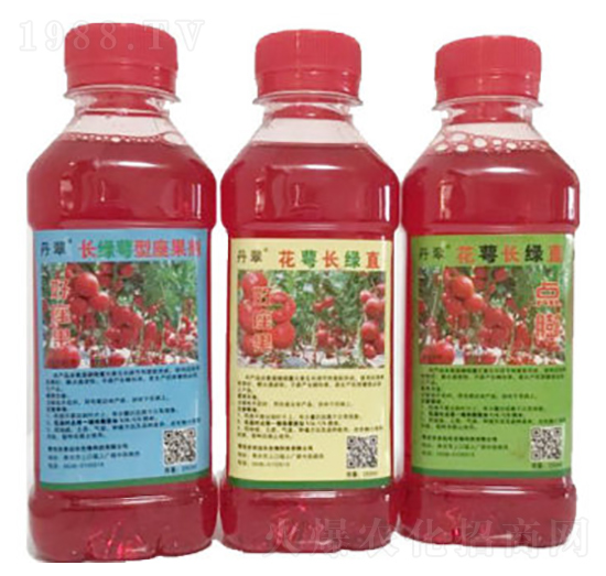 花萼長綠直-農伯樂