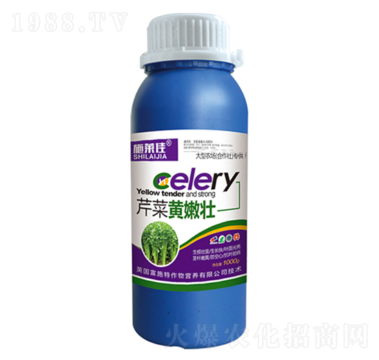 芹菜黃嫩壯-施萊佳-盈豐農(nóng)業(yè)