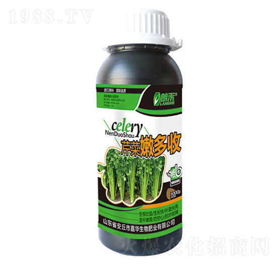 芹菜嫩多收-施萊佳-盈豐農業(yè)