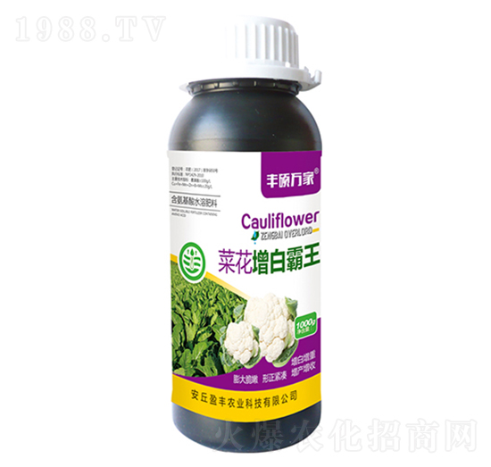 菜花增白霸王-豐碩萬家-盈豐農業(yè)