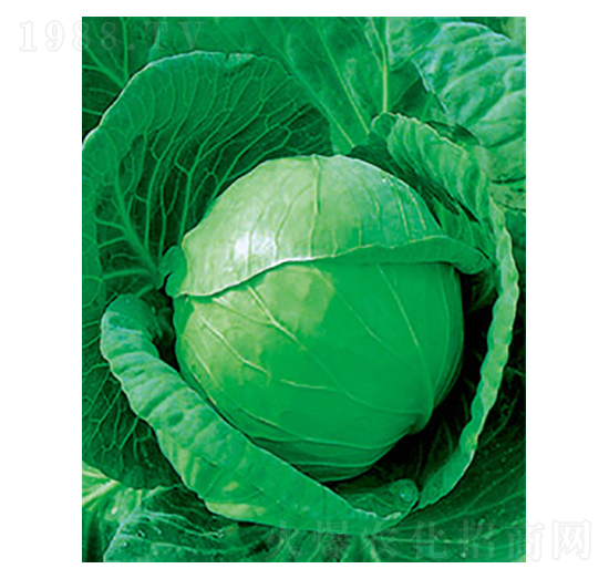 �и�ʮһ���{(l��n)�N��-̫���N�I(y��)