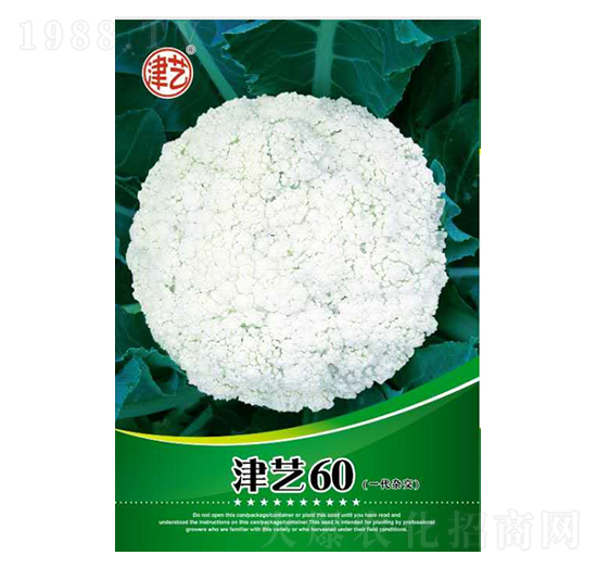 花菜種子-津藝60-邯豐農(nóng)業(yè)