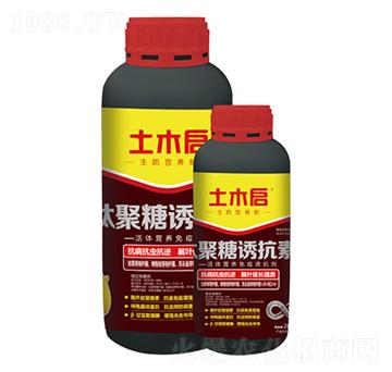 �ľ����T���� ��ľ����