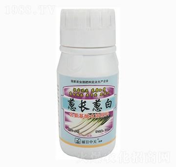 蔥長蔥白-中天肥業(yè)